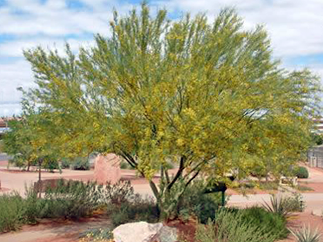 acacia tree california allergy